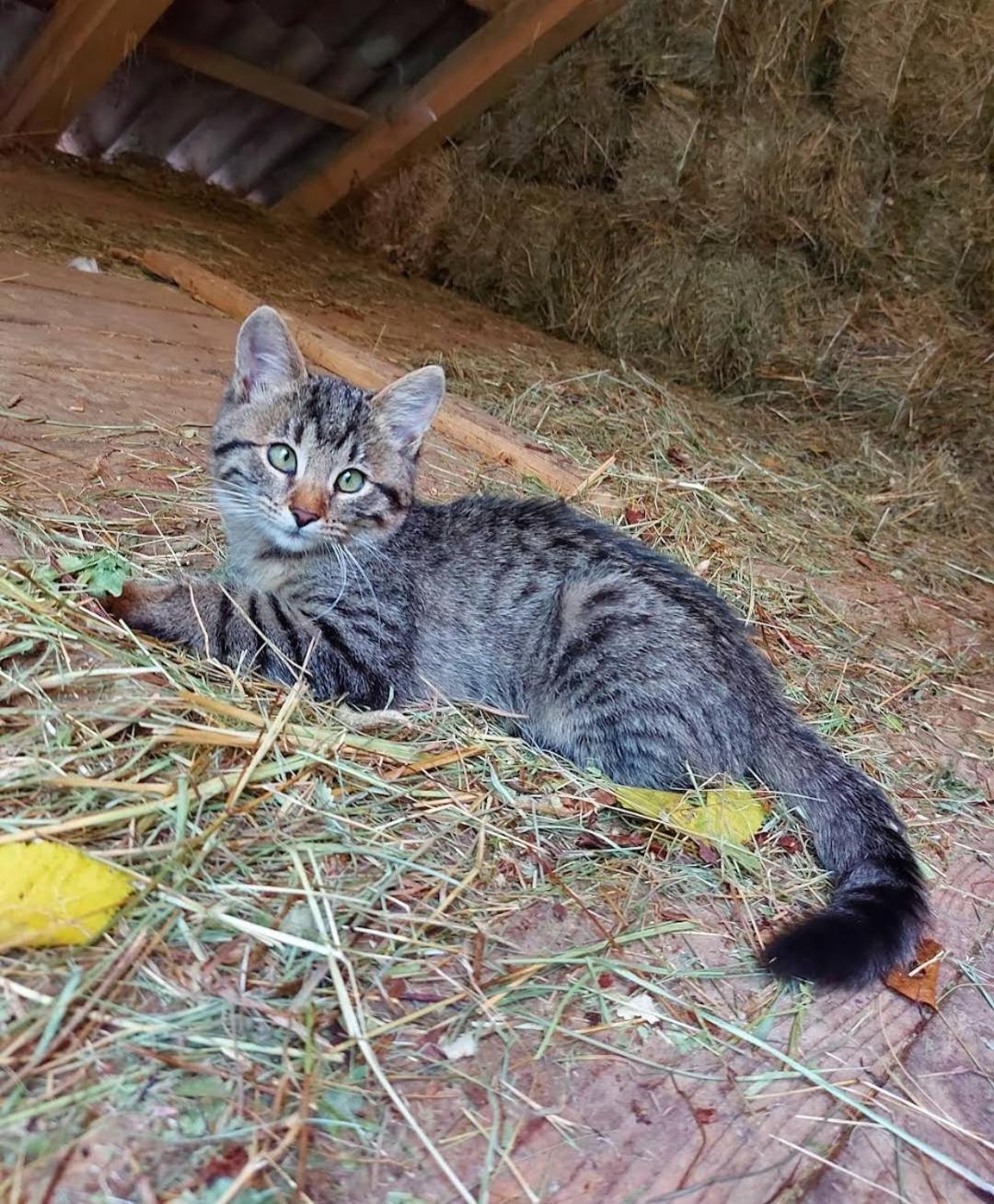 Mala Farma Nani Villa Visoko Dış mekan fotoğraf