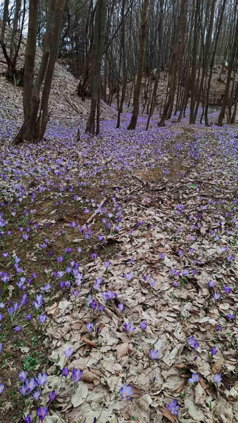 Mala Farma Nani Villa Visoko Dış mekan fotoğraf