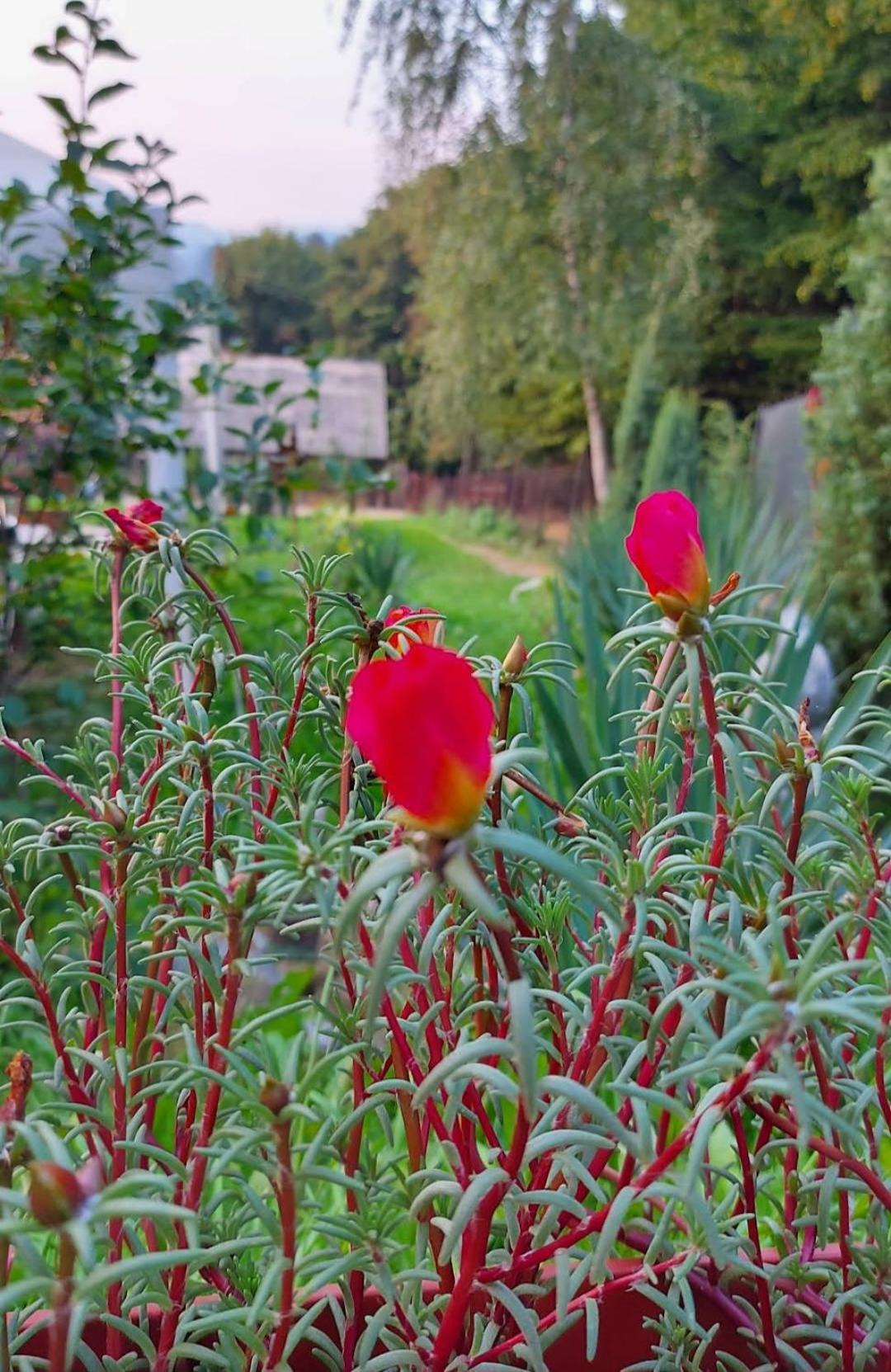 Mala Farma Nani Villa Visoko Dış mekan fotoğraf